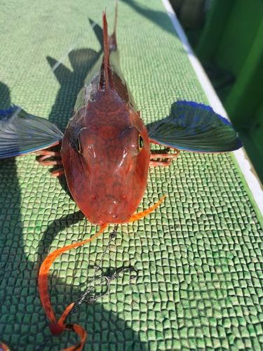 ホウボウの釣果