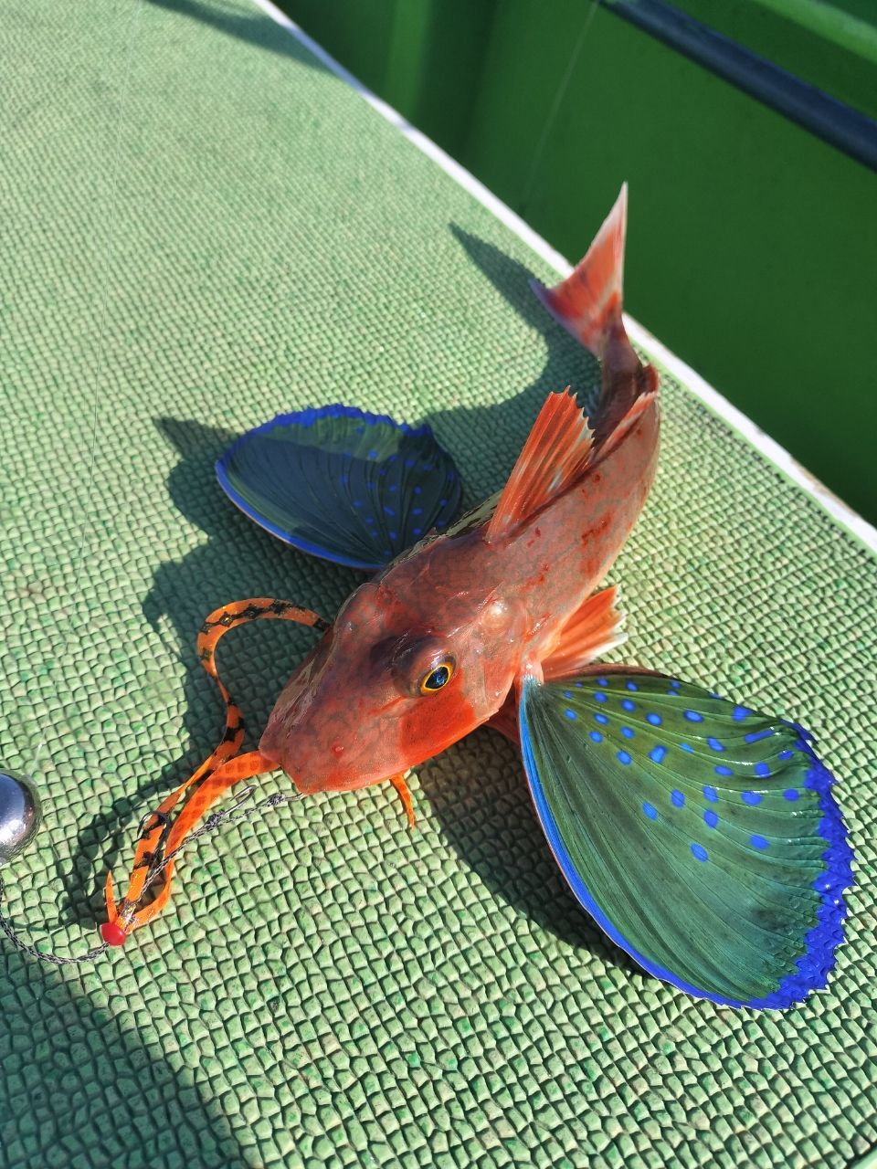 しん☆ちゃんさんの釣果 2枚目の画像