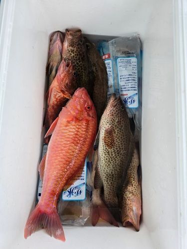 オオモンハタの釣果