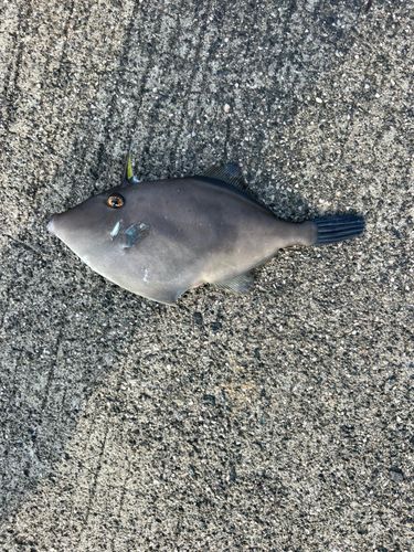 ウマヅラハギの釣果