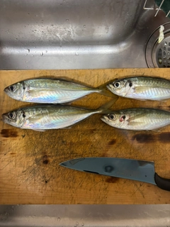 マアジの釣果