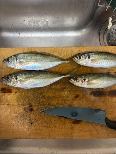 マアジの釣果