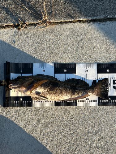 アイナメの釣果