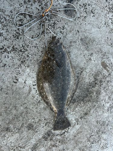 ヒラメの釣果