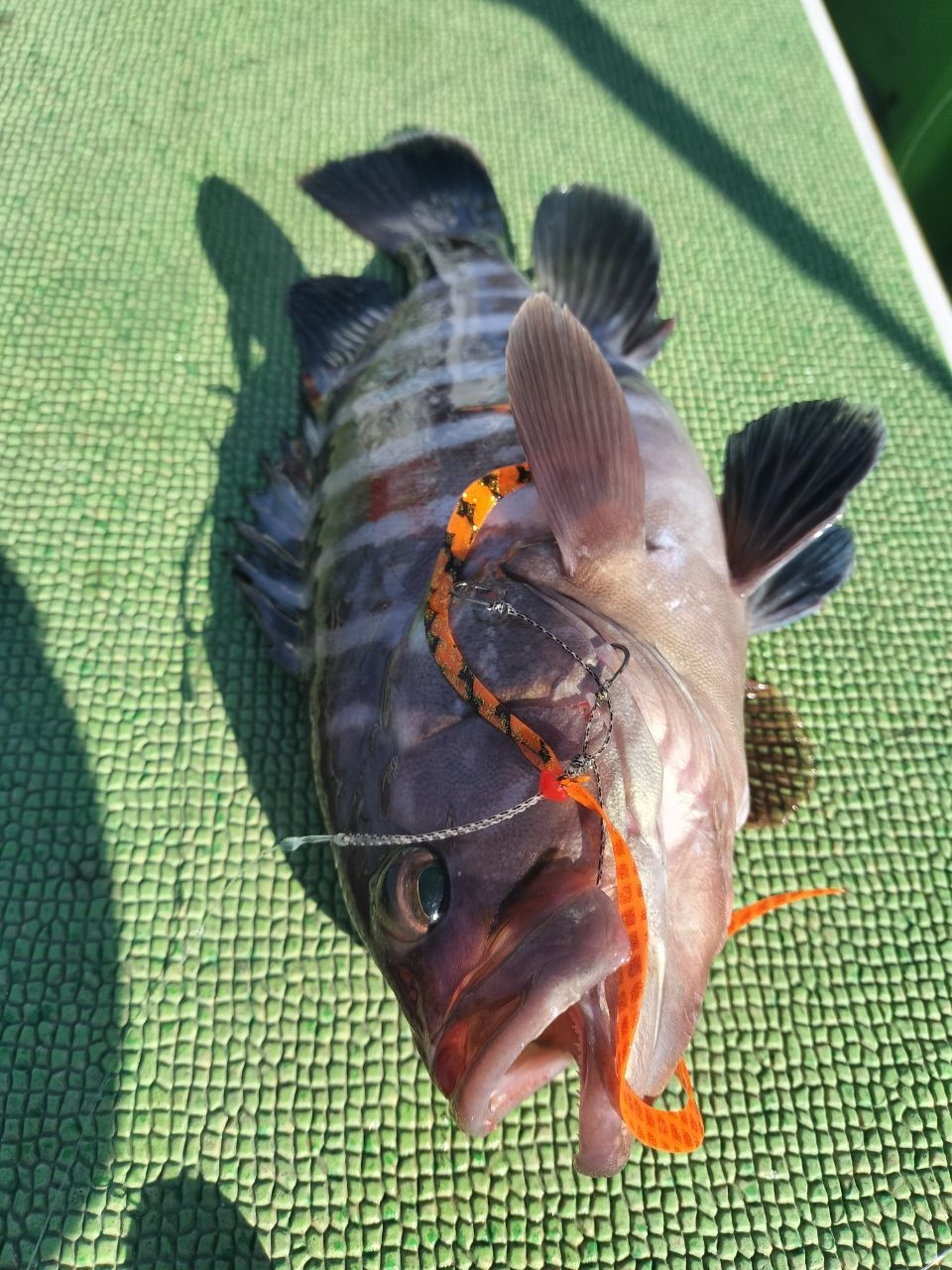 しん☆ちゃんさんの釣果 2枚目の画像