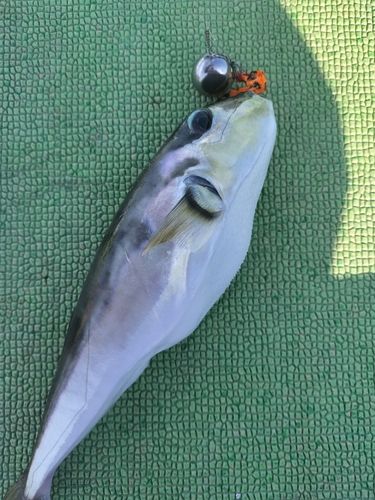 シロサバフグの釣果