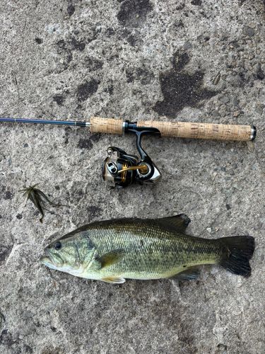 ブラックバスの釣果