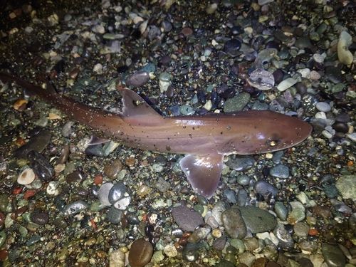 ホシザメの釣果