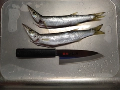 アカカマスの釣果