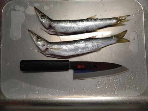 アカカマスの釣果