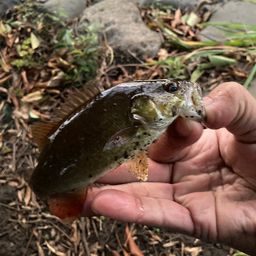 スモールマウスバス