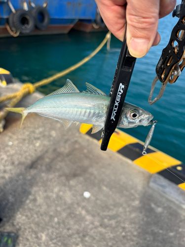 マルアジの釣果