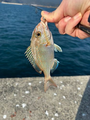 チャリコの釣果