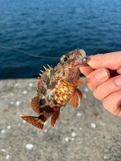 アラカブの釣果