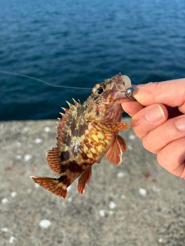 アラカブの釣果