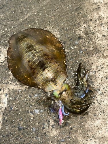 アオリイカの釣果
