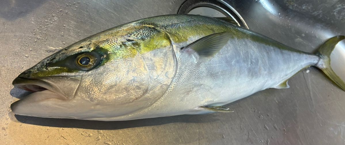 あーる08さんの釣果 1枚目の画像