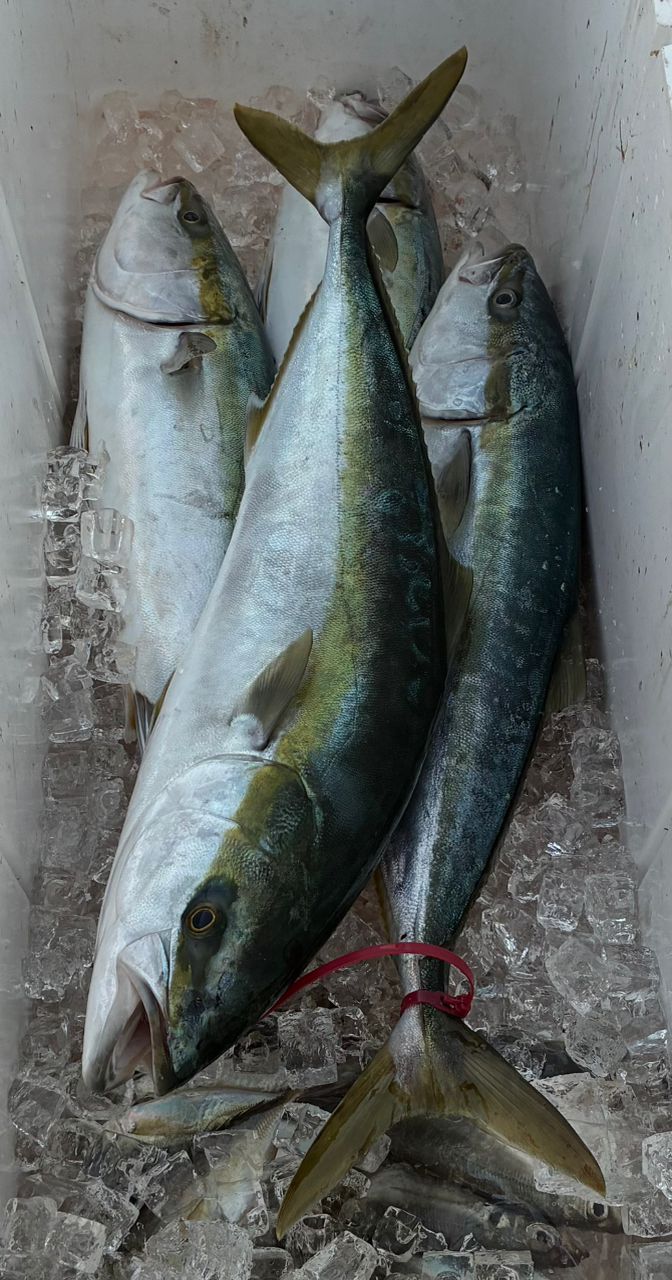 あーる08さんの釣果 2枚目の画像