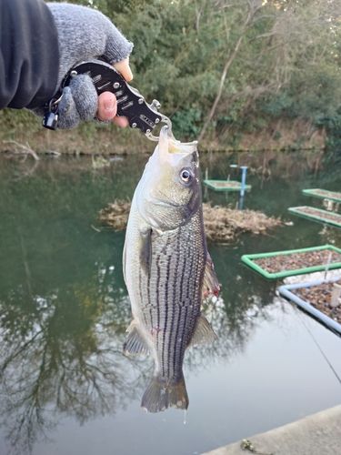 宮城アングラーズヴィレッジ