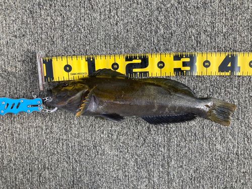 アイナメの釣果