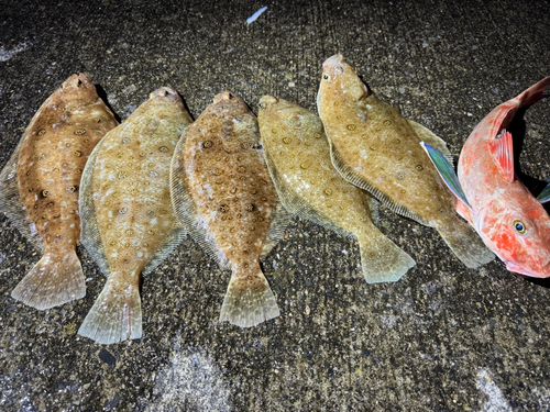 ムシガレイの釣果