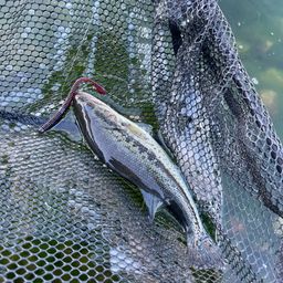 ラージマウスバス