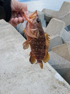 キジハタの釣果