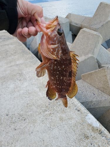 キジハタの釣果