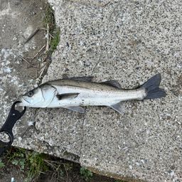 フッコ（マルスズキ）