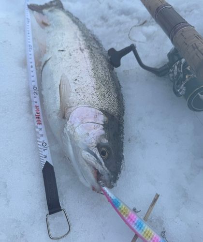 ニジマスの釣果