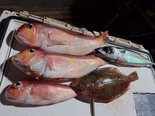 アマダイの釣果