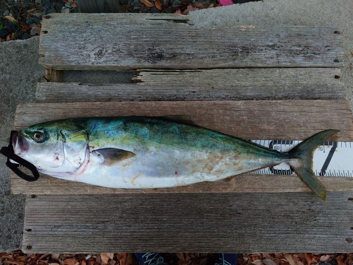 働くルアーマンさんの釣果 2枚目の画像