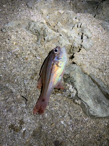 ネンブツダイの釣果