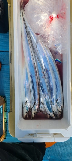 タチウオの釣果