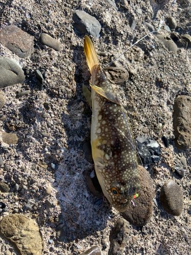 クサフグの釣果