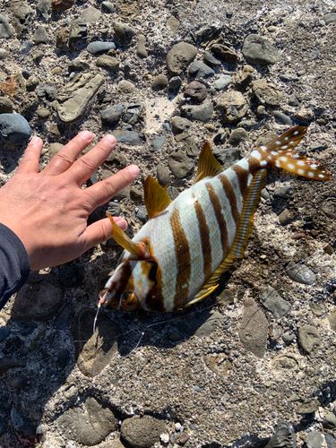 タカノハダイの釣果