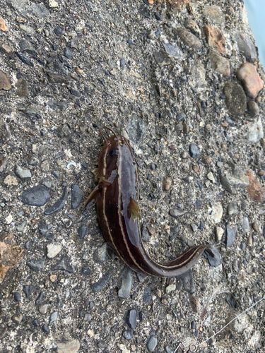 ゴンズイの釣果