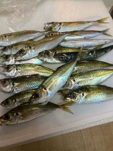 アジの釣果