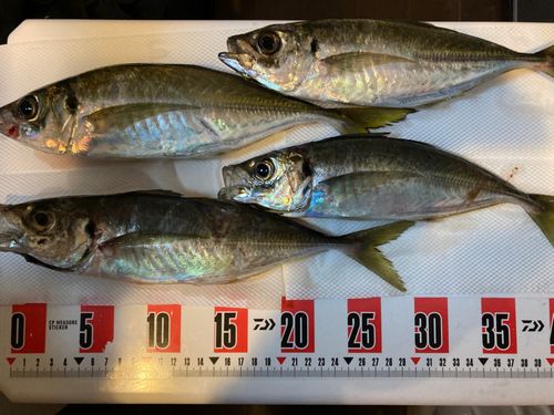 アジの釣果
