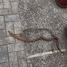 ダイナンウミヘビ