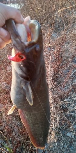 ナマズの釣果