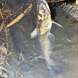 アメリカンキャットフィッシュ