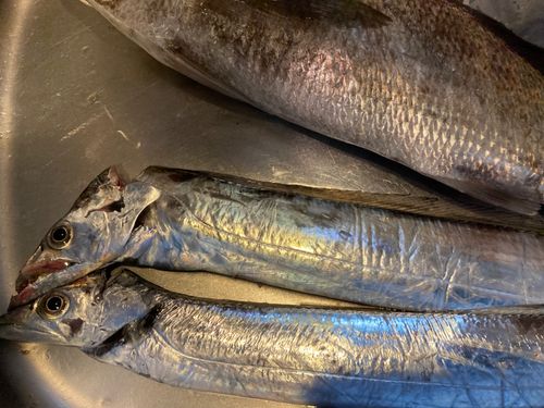 タチウオの釣果