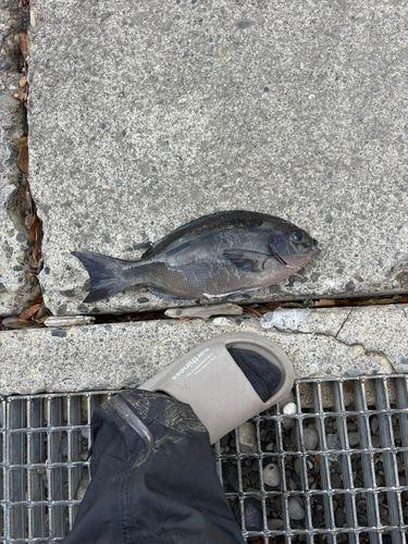 オナガグレの釣果