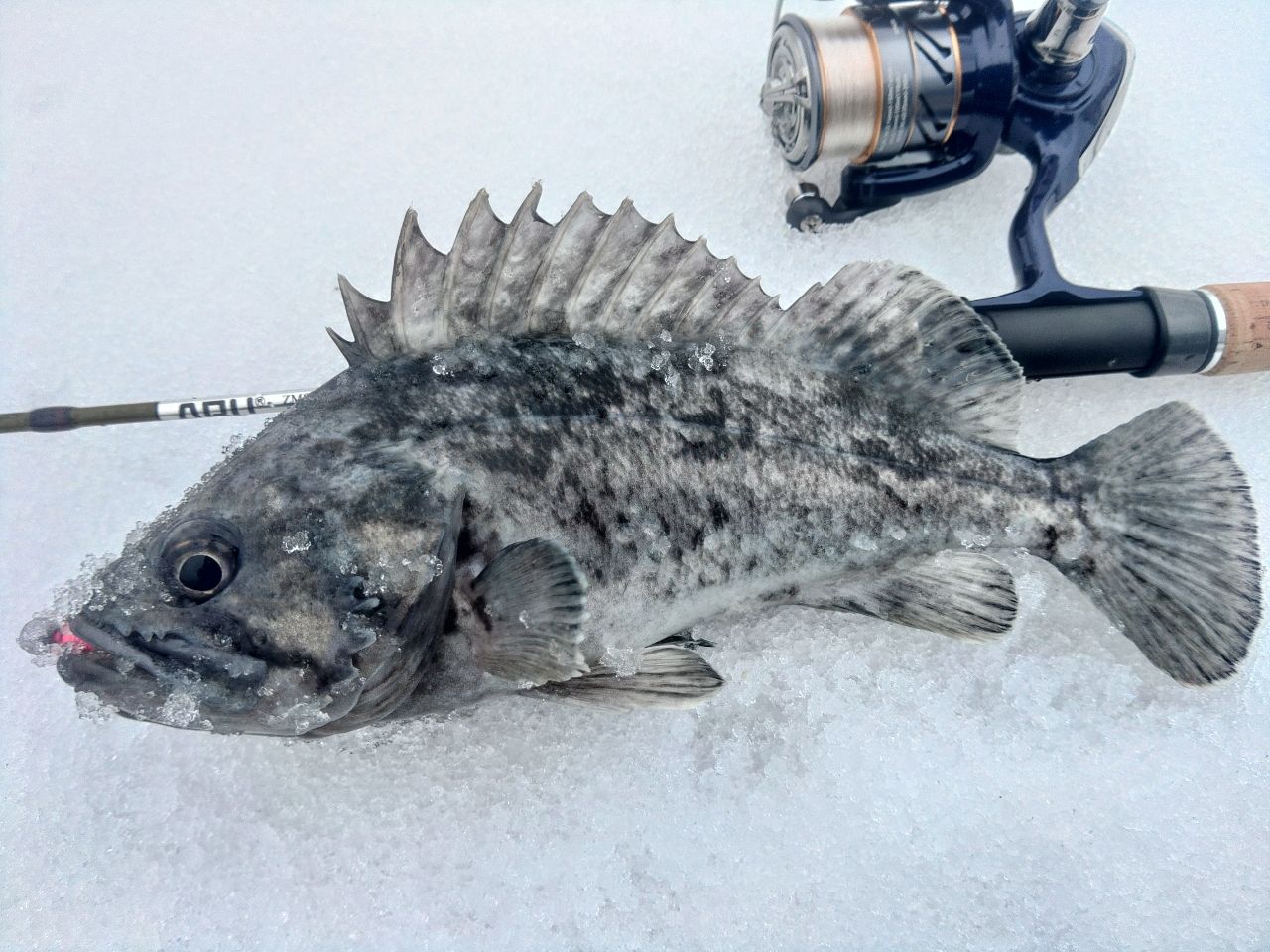 AbuGarcia ズームサファリ ZMSS-404ULの最安値・インプレ・釣果 | 本音