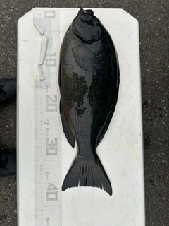 メジナの釣果