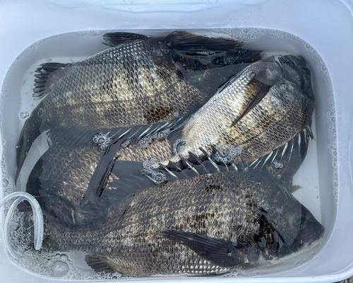 チヌの釣果