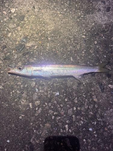 カマスの釣果