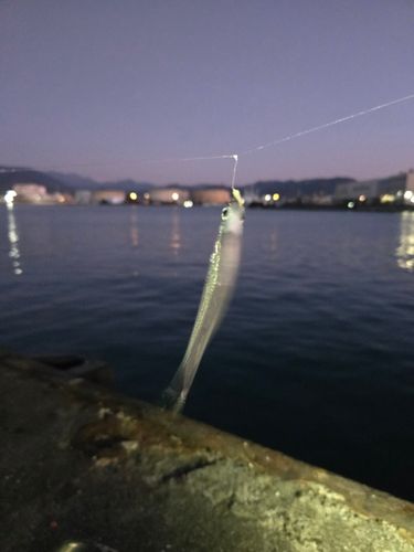 トウゴロウイワシの釣果