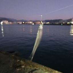 トウゴロウイワシ